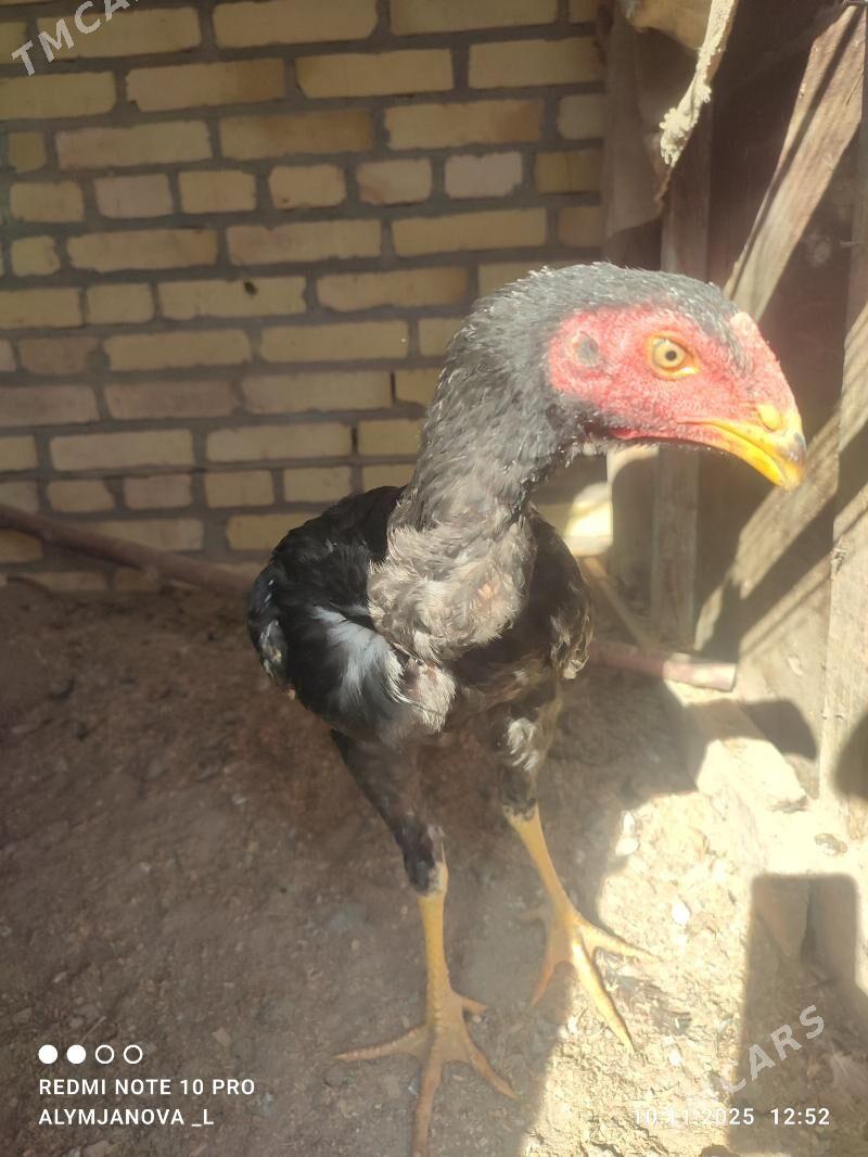 baýes horaz - Kerki - img 3