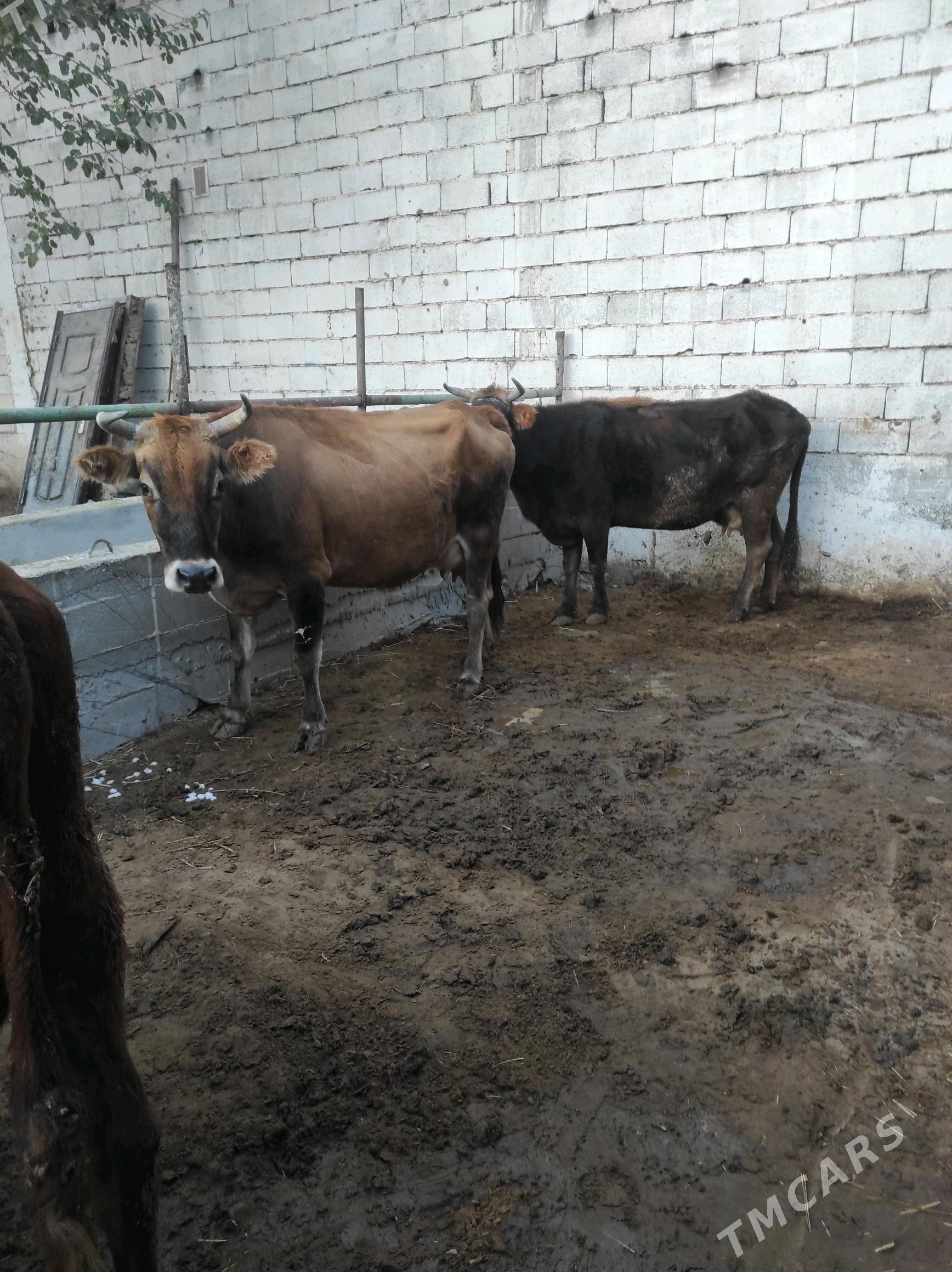 Göleli sygyr - Чоганлы - img 6