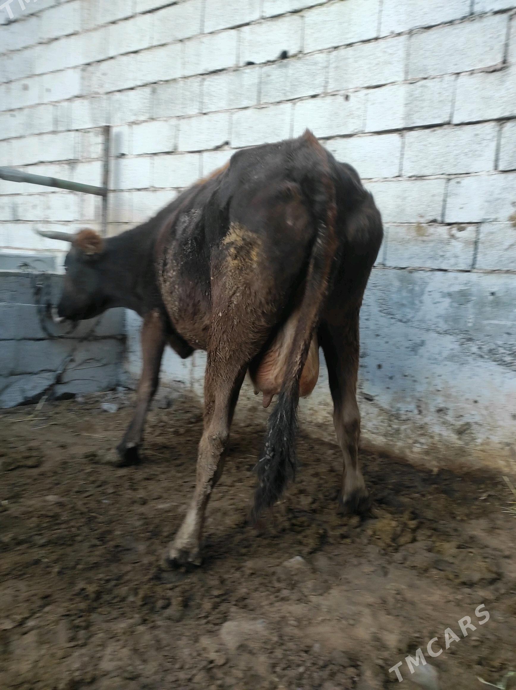 Göleli sygyr - Чоганлы - img 5