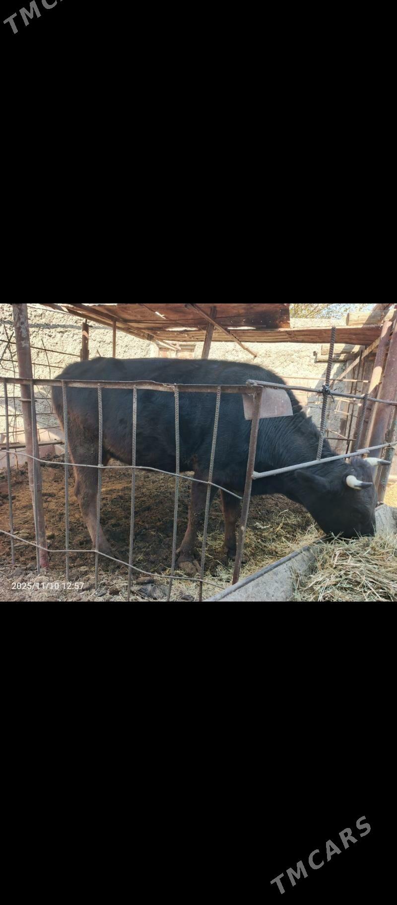 bogaz tuwe - Bekrewe - img 2