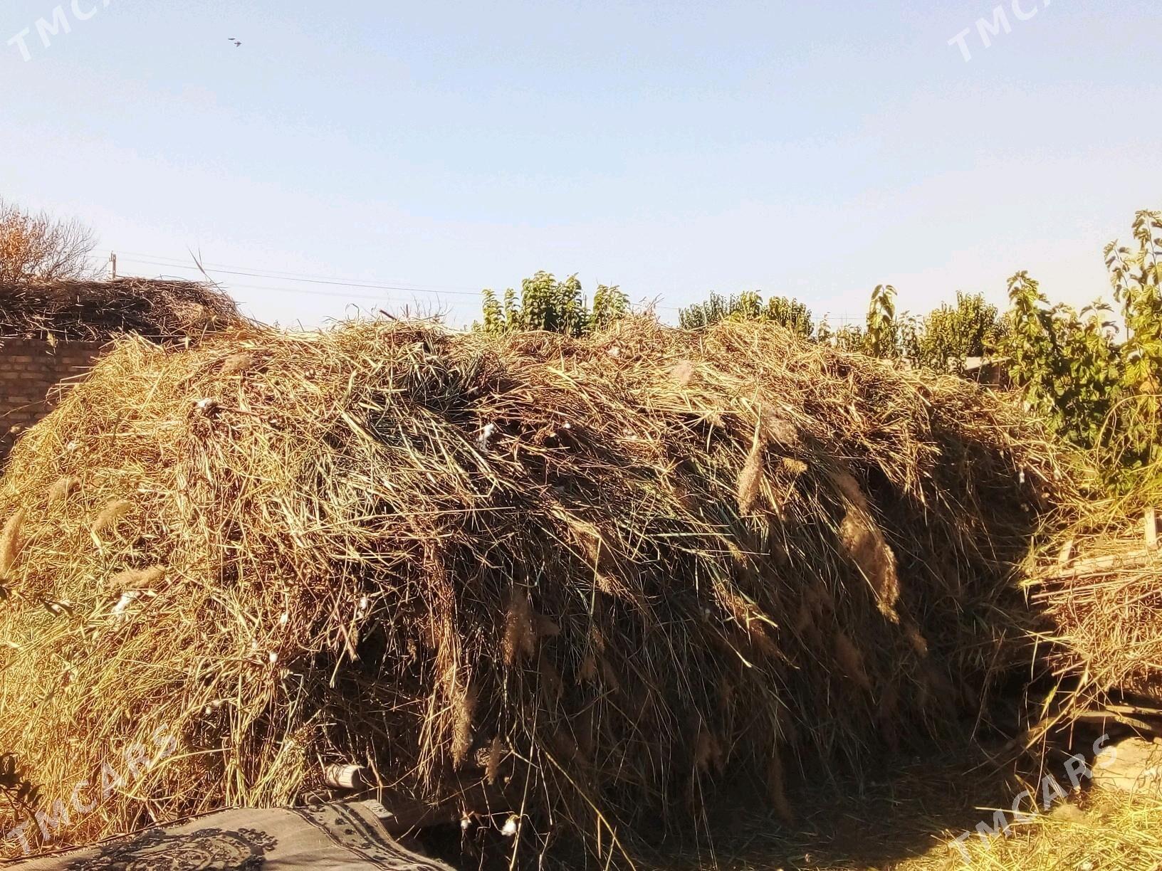 Hasal ot - Saýat - img 3