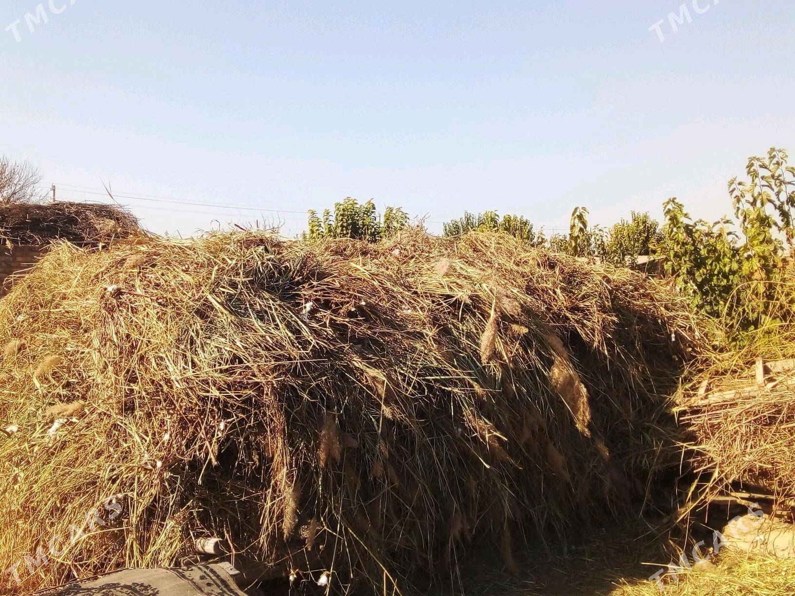 Hasal ot - Saýat - img 4