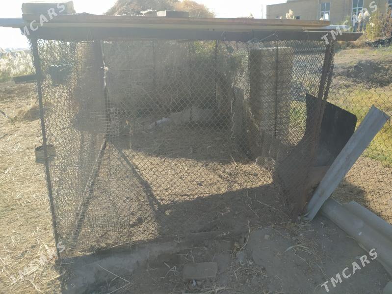 towuk ketek - Dänew - img 2