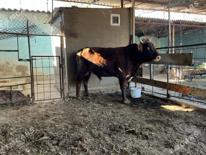 Bakylan okuz - Aşgabat - img 4