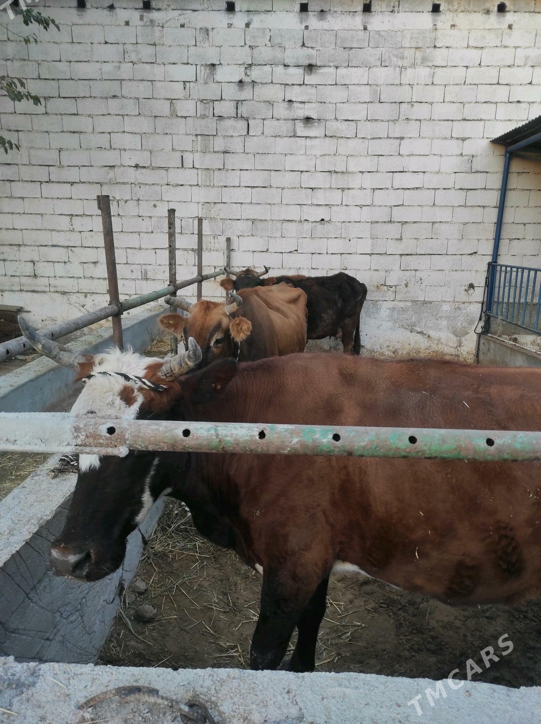 Göleli sygyr - Чоганлы - img 7