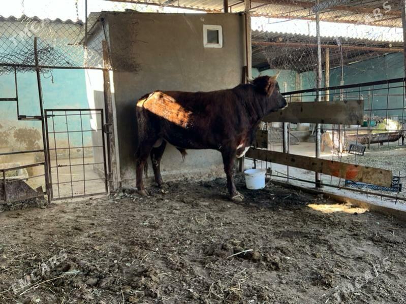 Bakylan okuz - Aşgabat - img 3