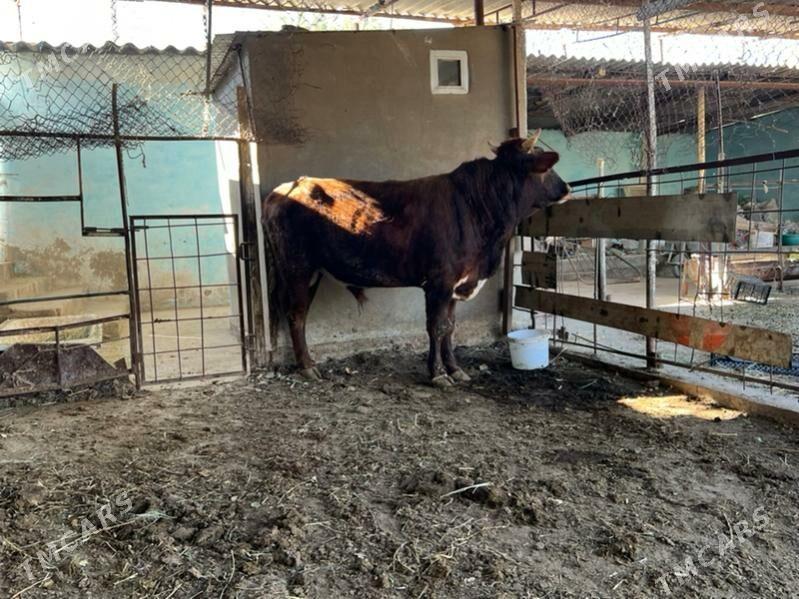 Bakylan okuz - Aşgabat - img 2