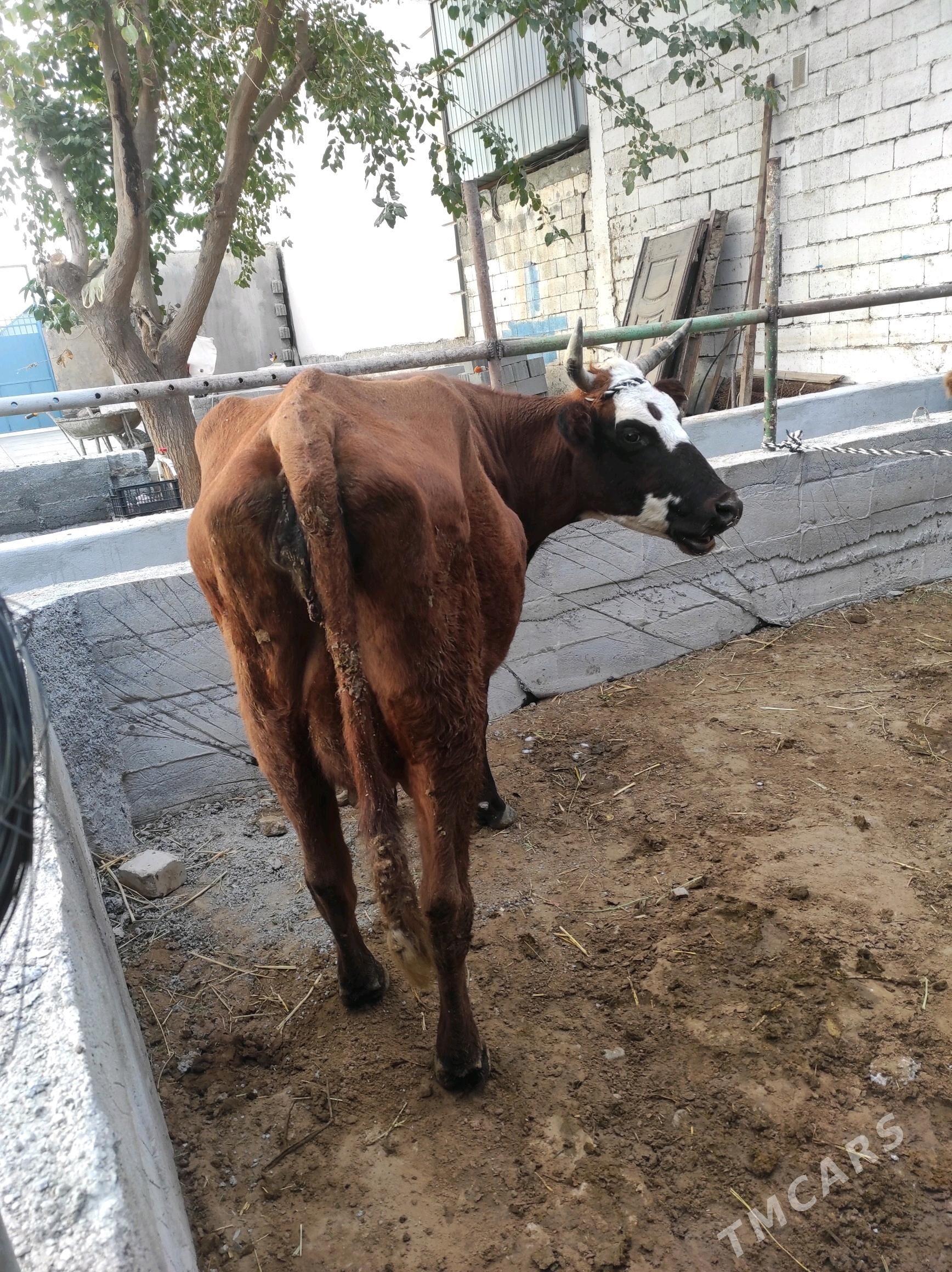 Göleli sygyr - Чоганлы - img 9