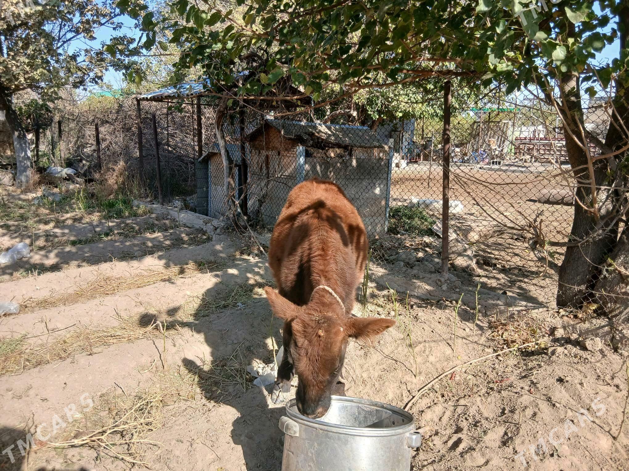 okuzce - Aşgabat - img 2