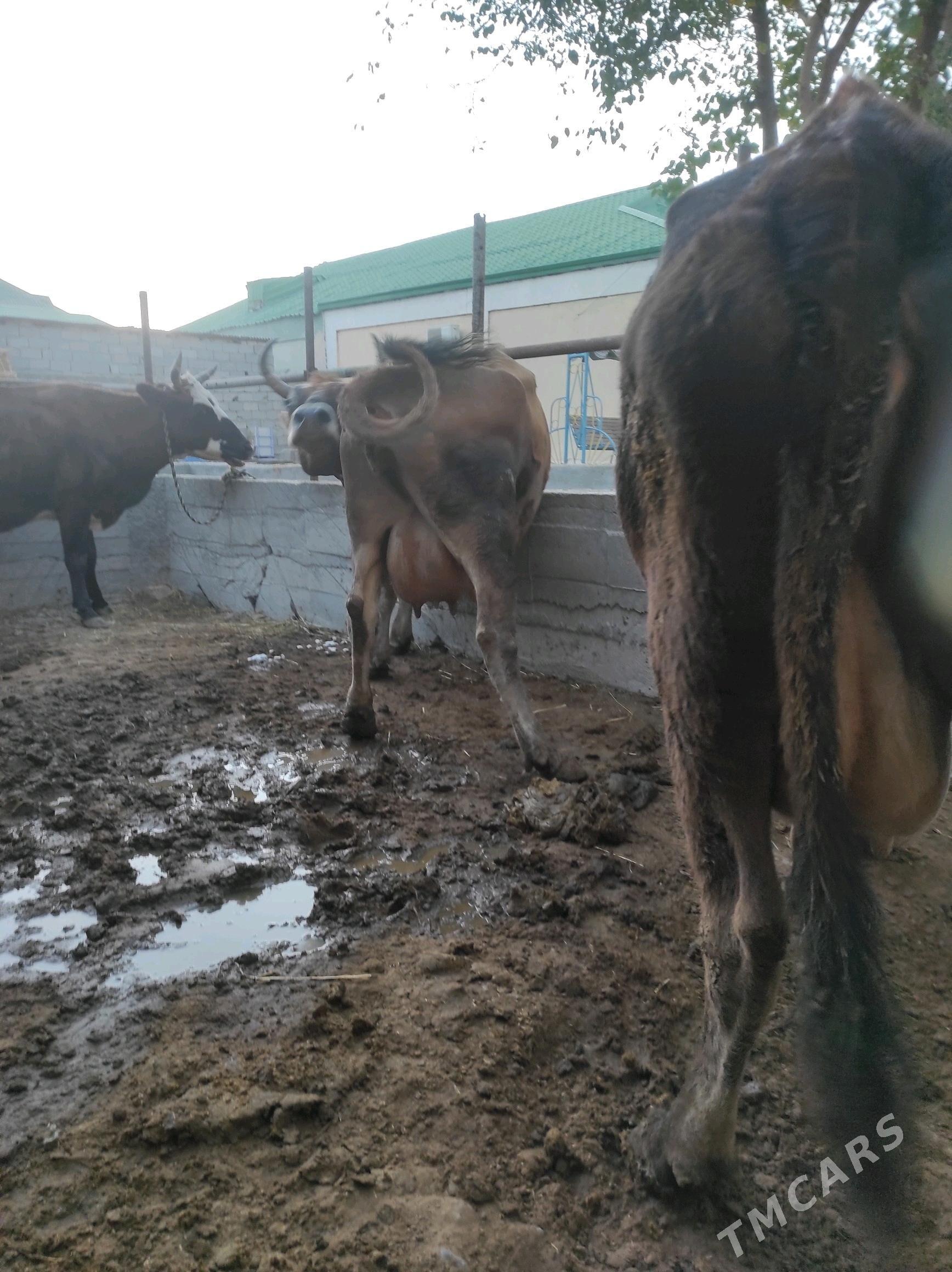 Göleli sygyr - Чоганлы - img 10