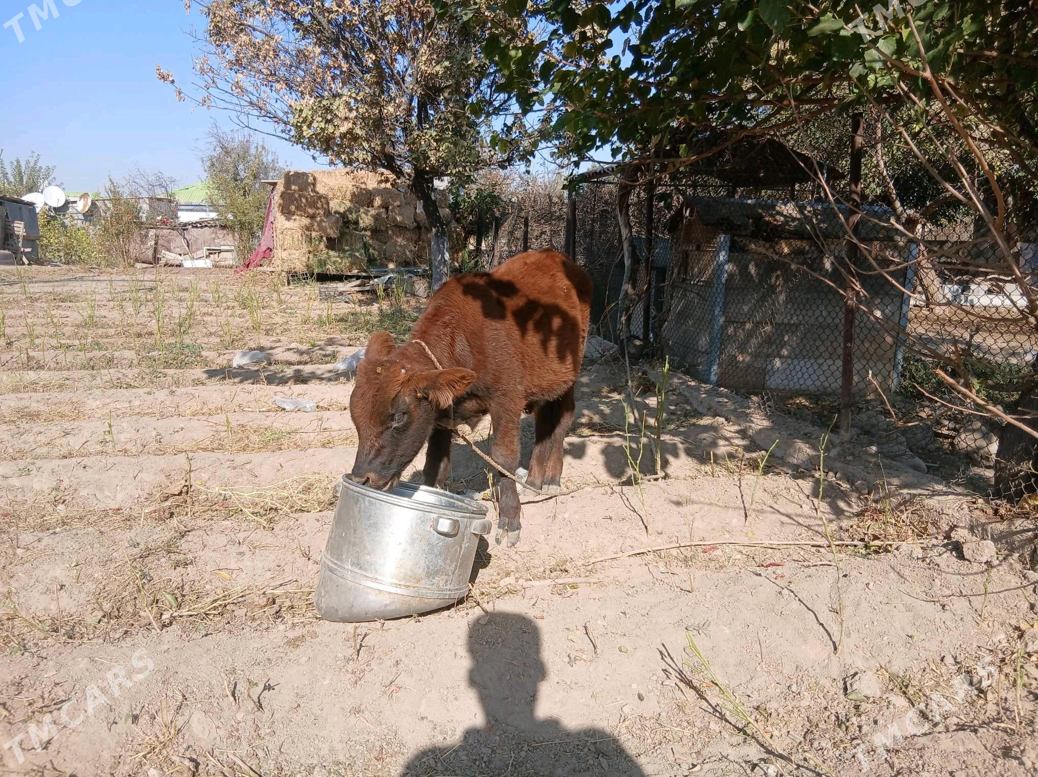 okuzce - Aşgabat - img 3