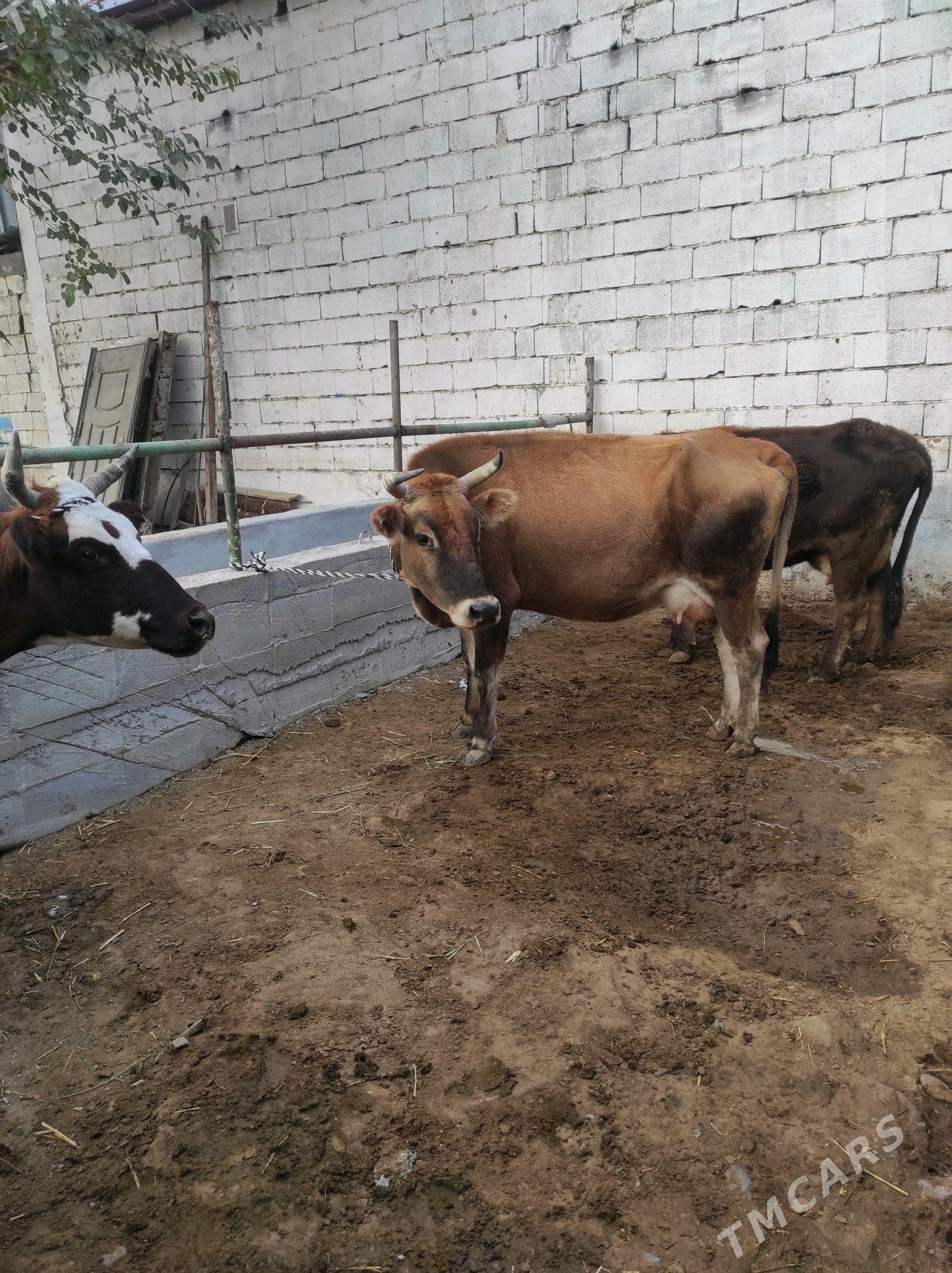 Göleli sygyr - Чоганлы - img 8