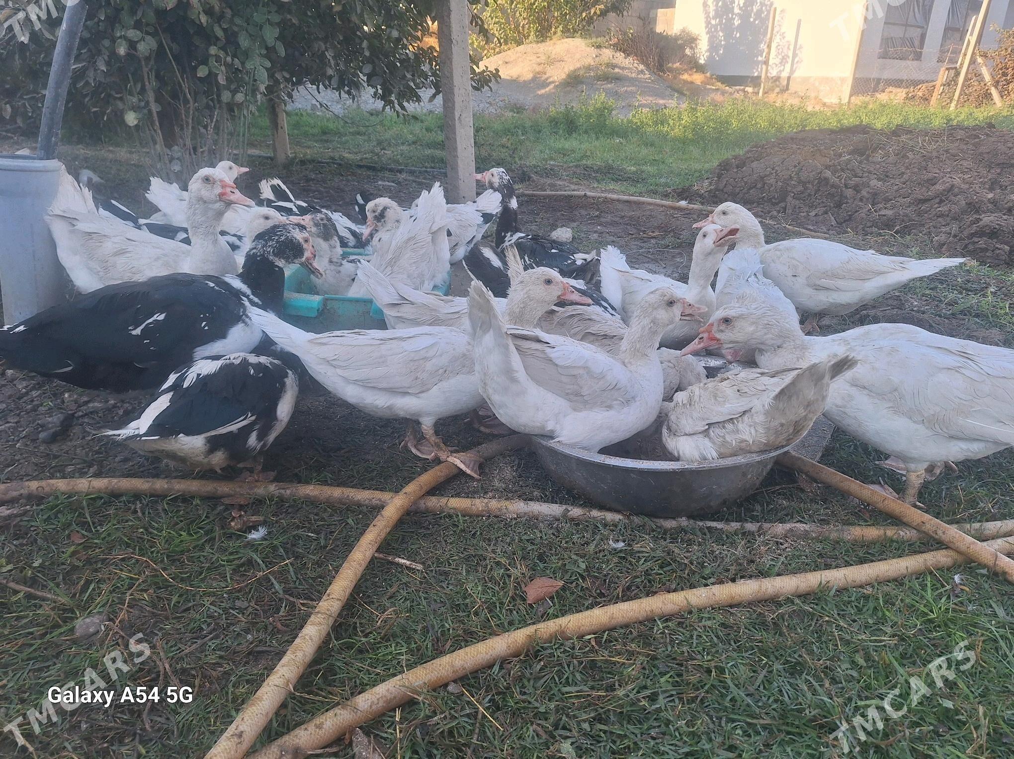 Ördek - Гёкдепе - img 2