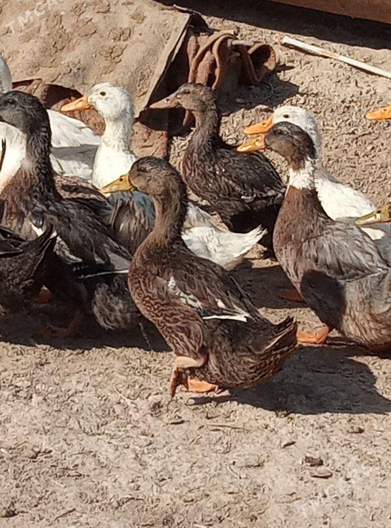 Ŷaşyl baş - Байрамали - img 2