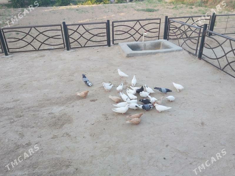 kepderi - Байрамали - img 3