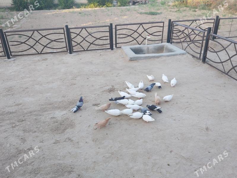 kepderi - Байрамали - img 2