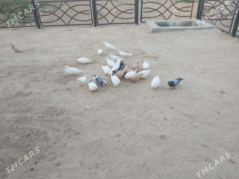 kepderi - Байрамали - img 7