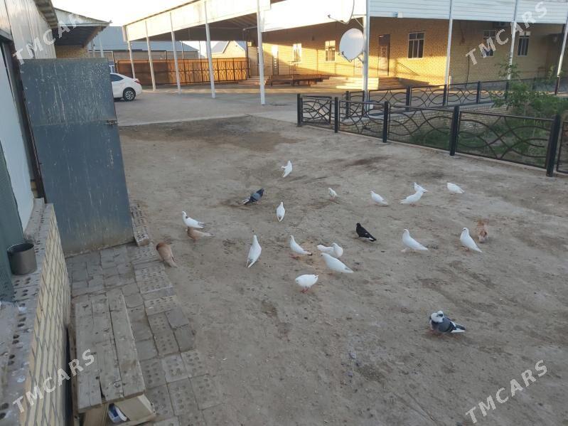 kepderi - Байрамали - img 4