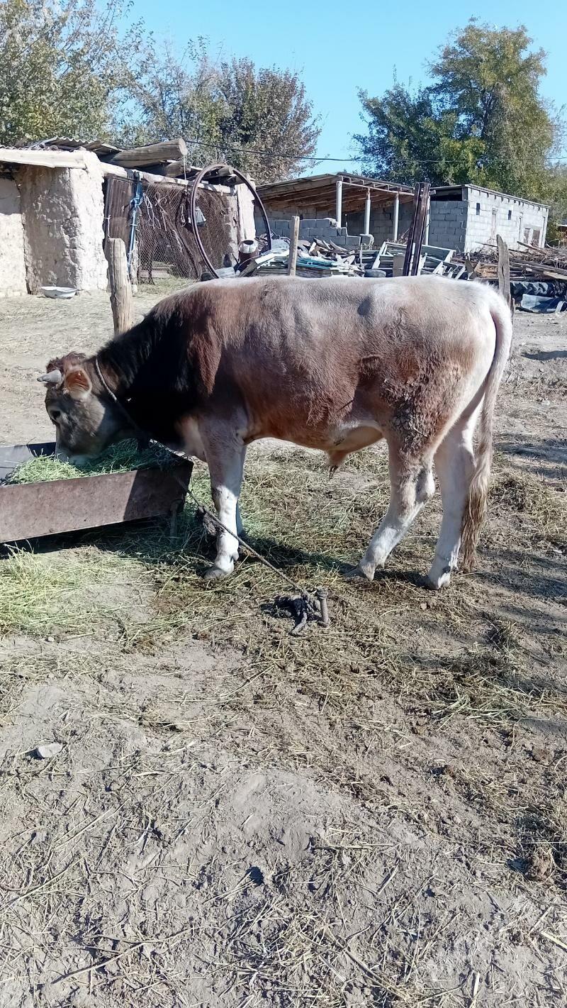 okuz baklan - Кака - img 3