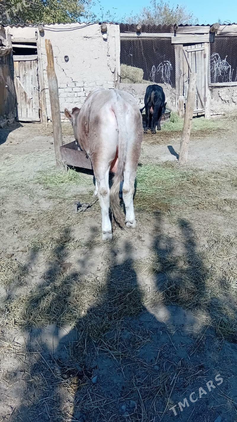 okuz baklan - Кака - img 1