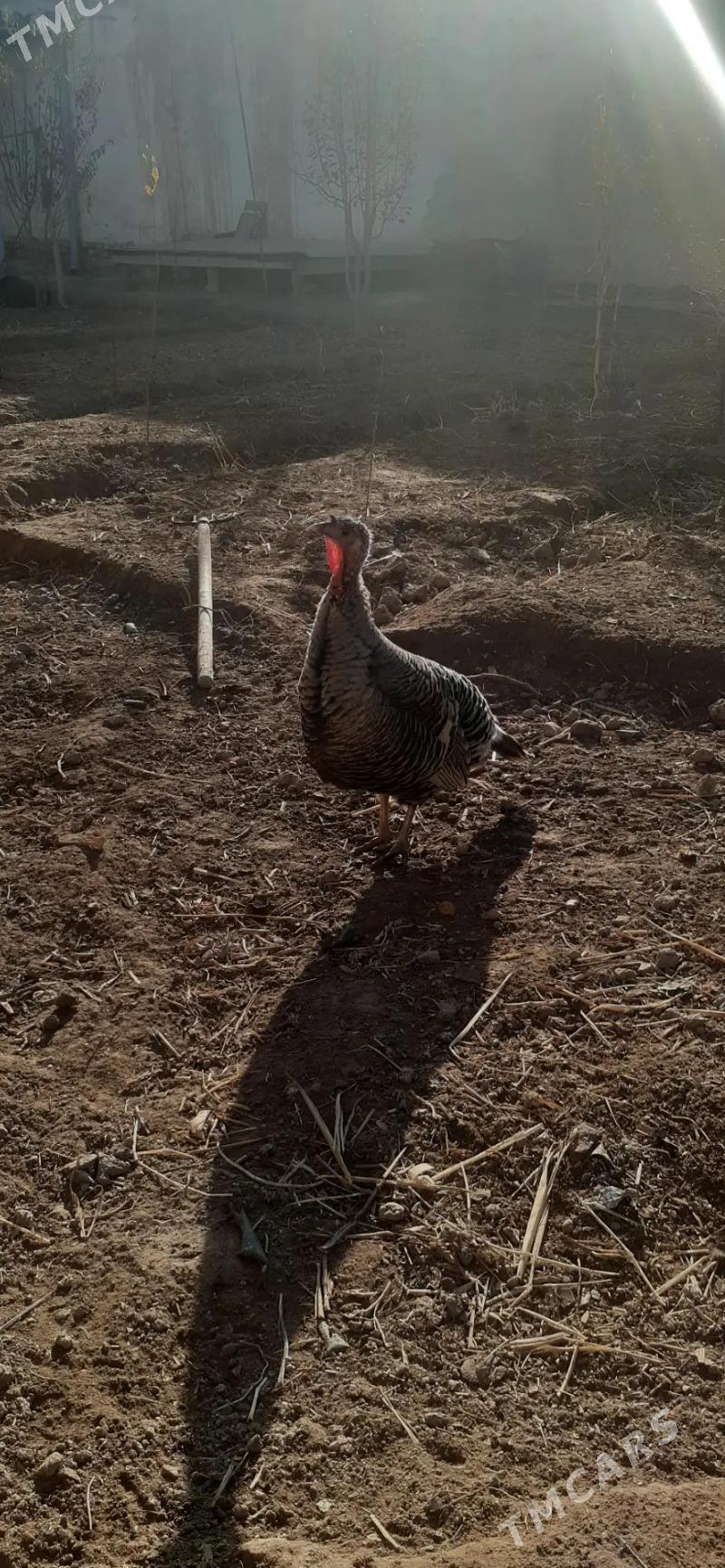 Indyuk - Köneürgenç - img 1