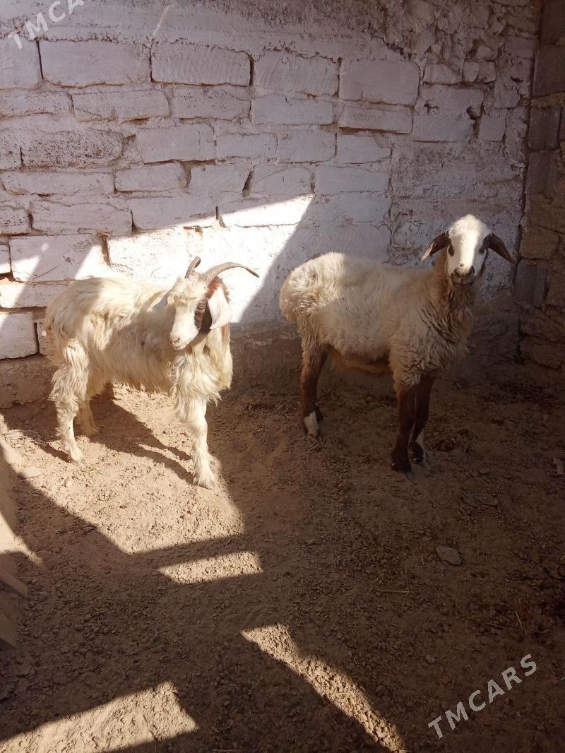 toklu we geçi - Гызыларбат - img 2