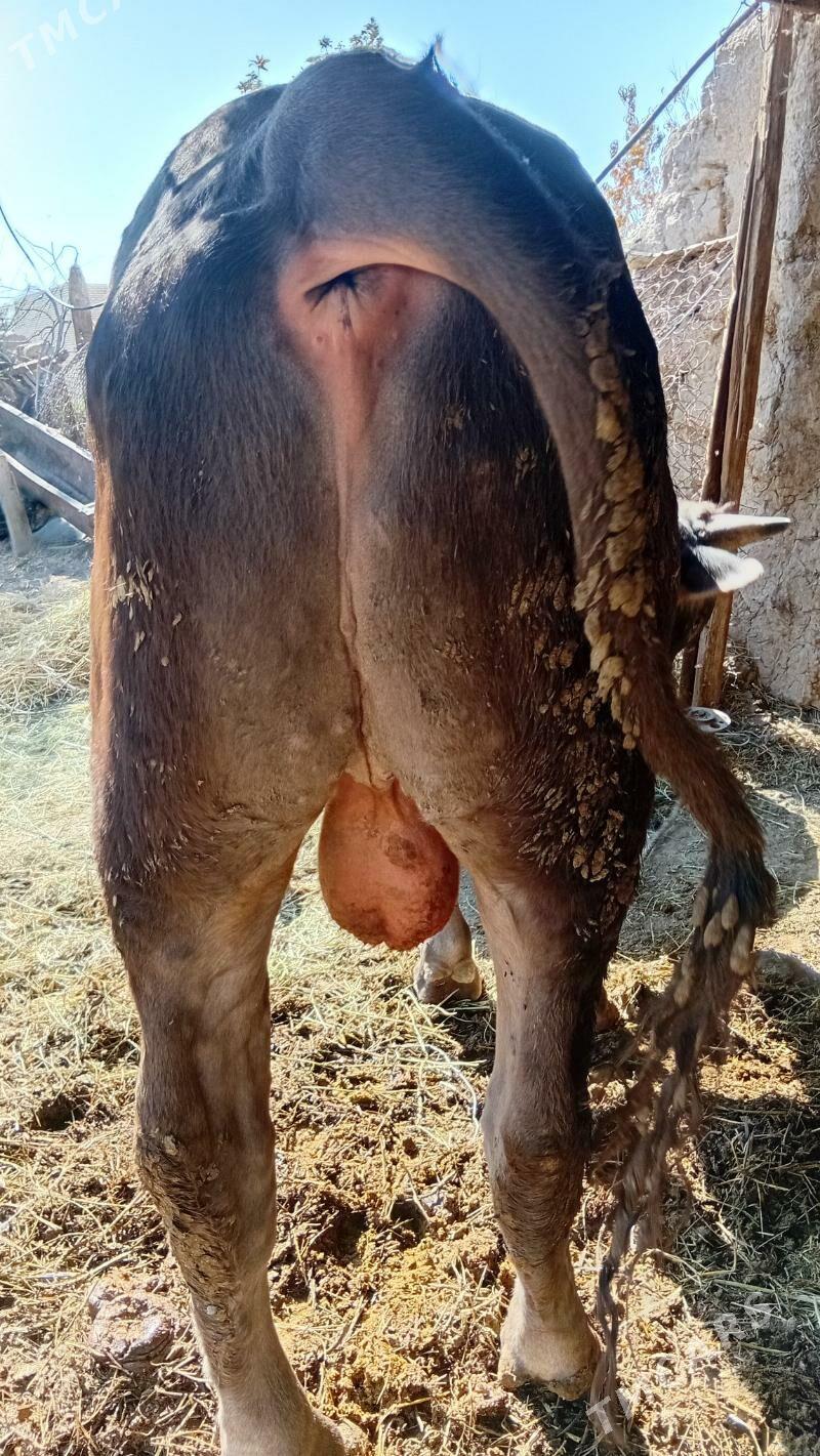 okuz baklan - Kaka - img 4