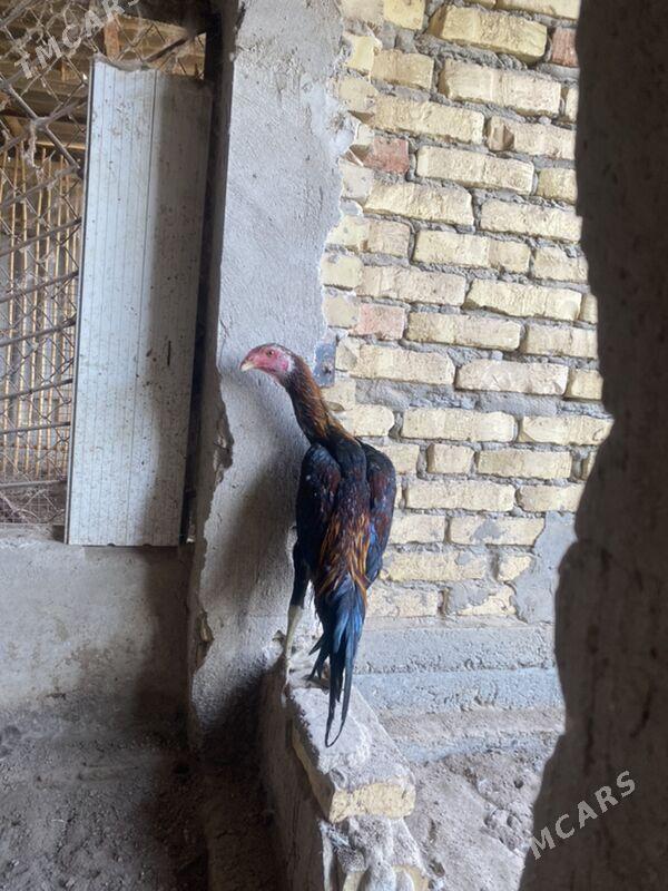 бойцовый петух - Türkmenabat - img 2