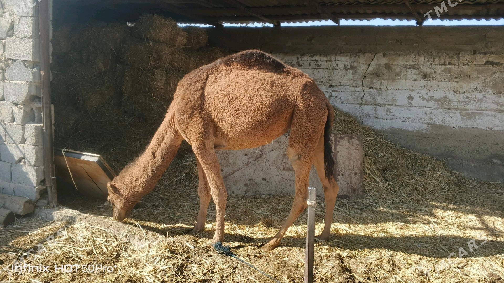 ogşuk - Гёкдепе - img 2