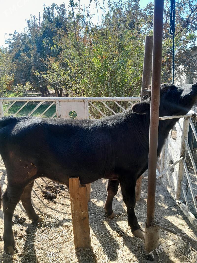 Tohum okuz - Бекреве - img 4