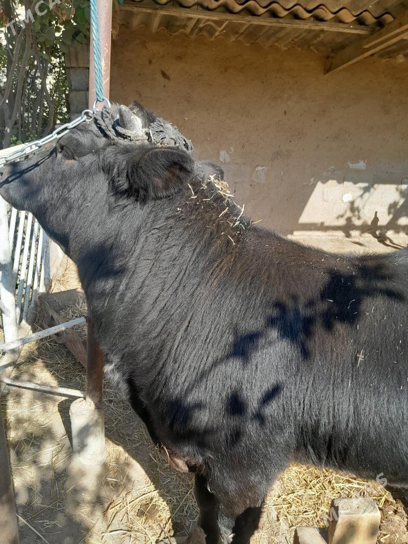 Tohum okuz - Бекреве - img 2