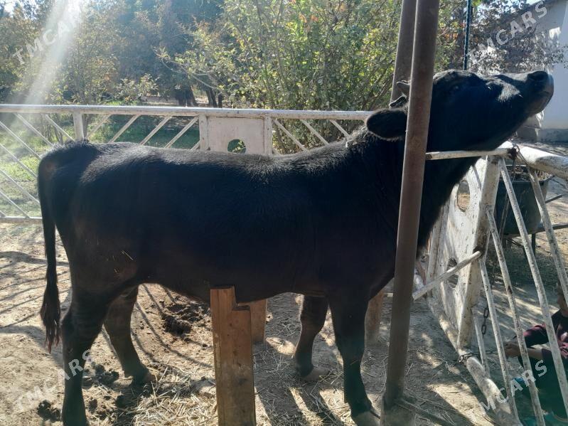 Tohum okuz - Бекреве - img 3