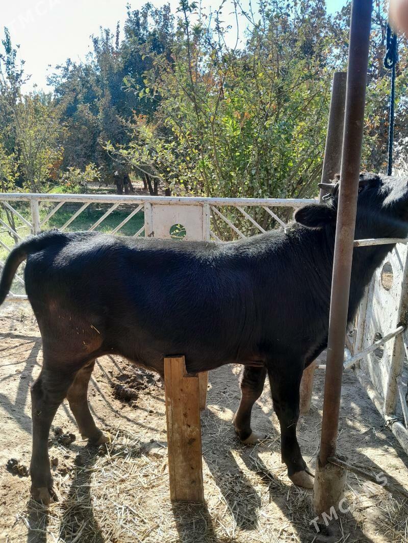 Tohum okuz - Бекреве - img 5