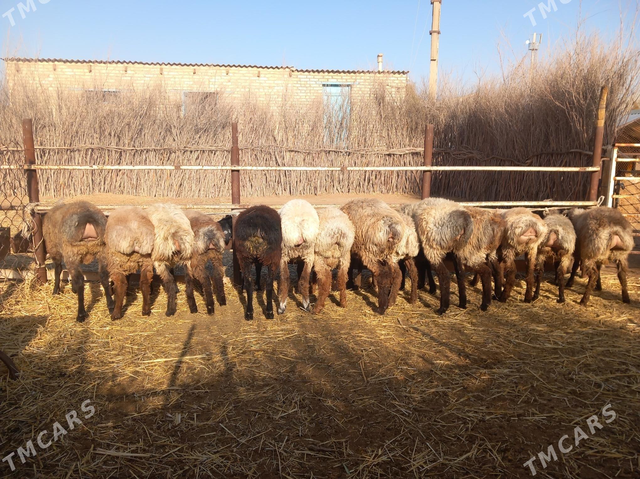 Tokgullar - Бабадайхан - img 2