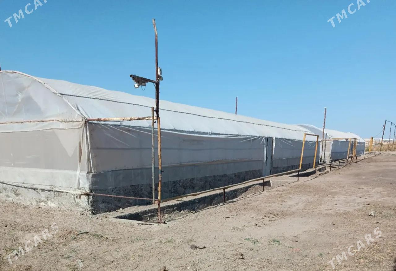 Ýyladyshana Teplisa - Мары - img 4