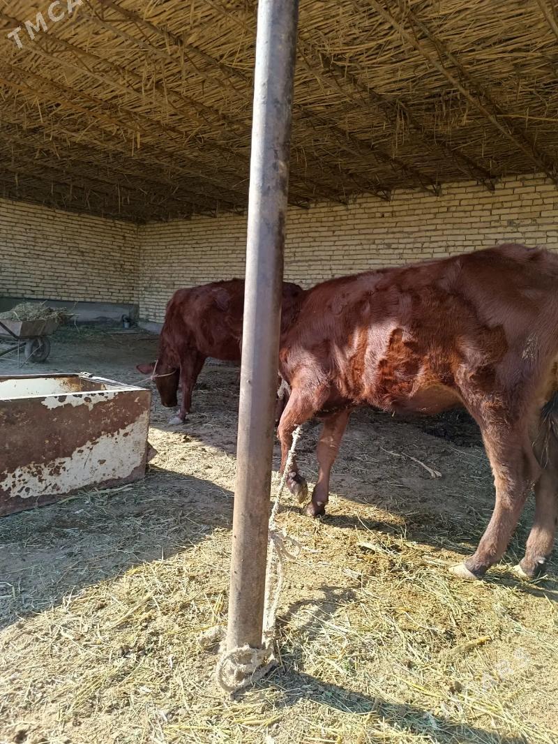 2 sany parodny unajyn - Çärjew - img 7