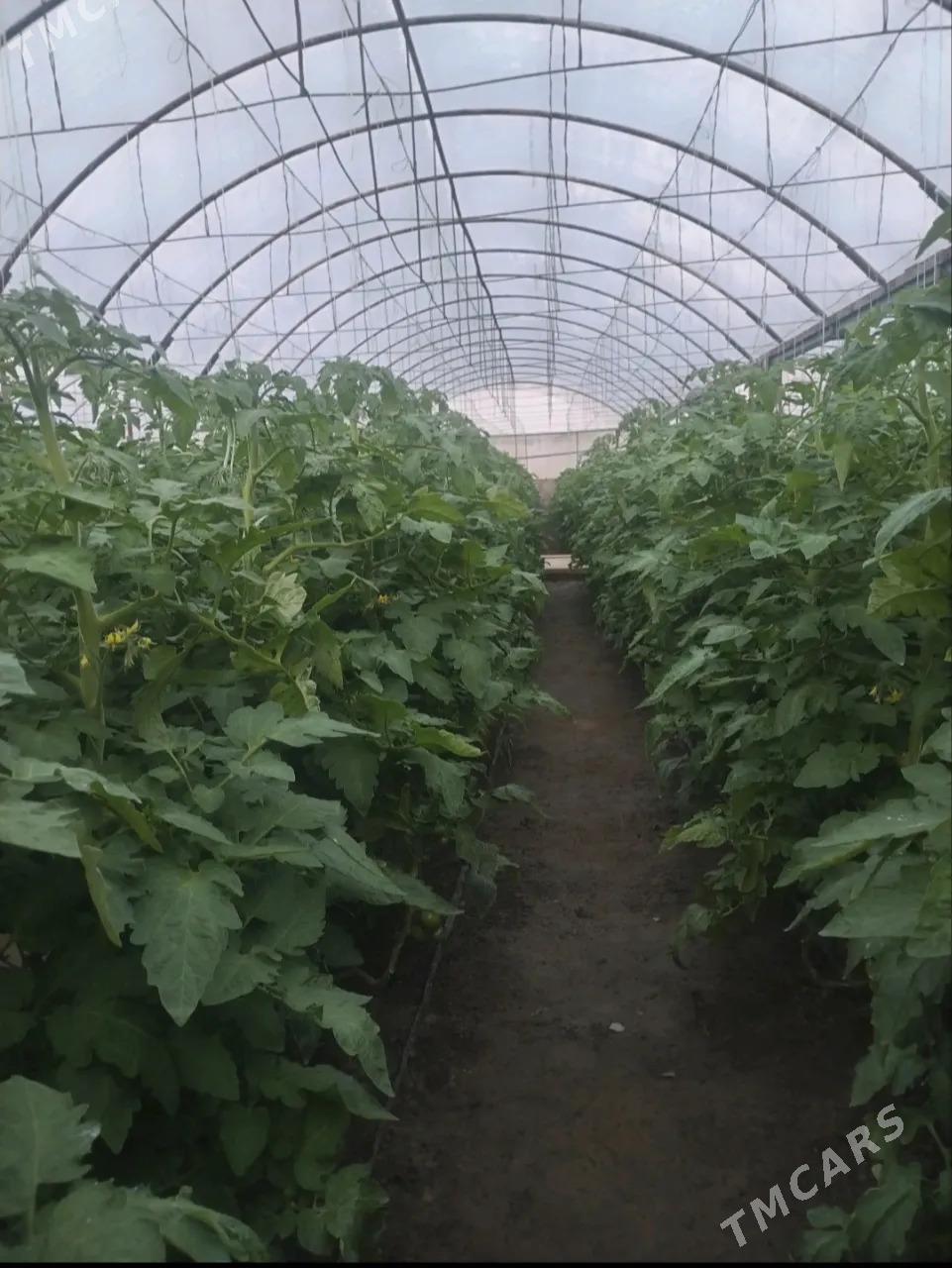 Ýyladyshana Teplisa - Мары - img 7