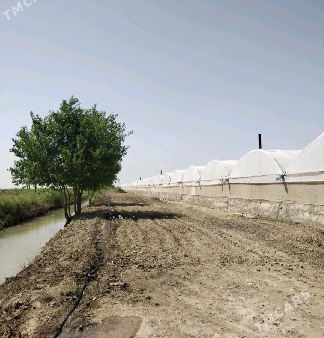 Ýyladyshana Teplisa - Мары - img 3