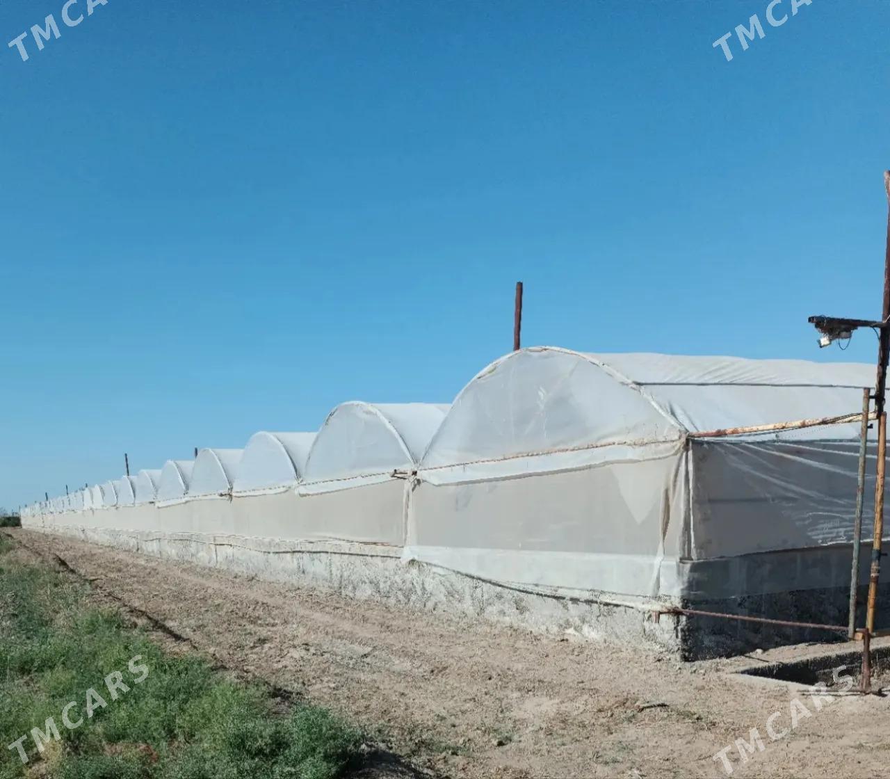 Ýyladyshana Teplisa - Мары - img 2