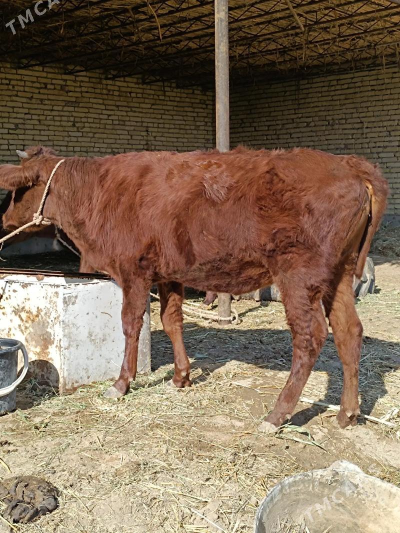 2 sany parodny unajyn - Çärjew - img 8