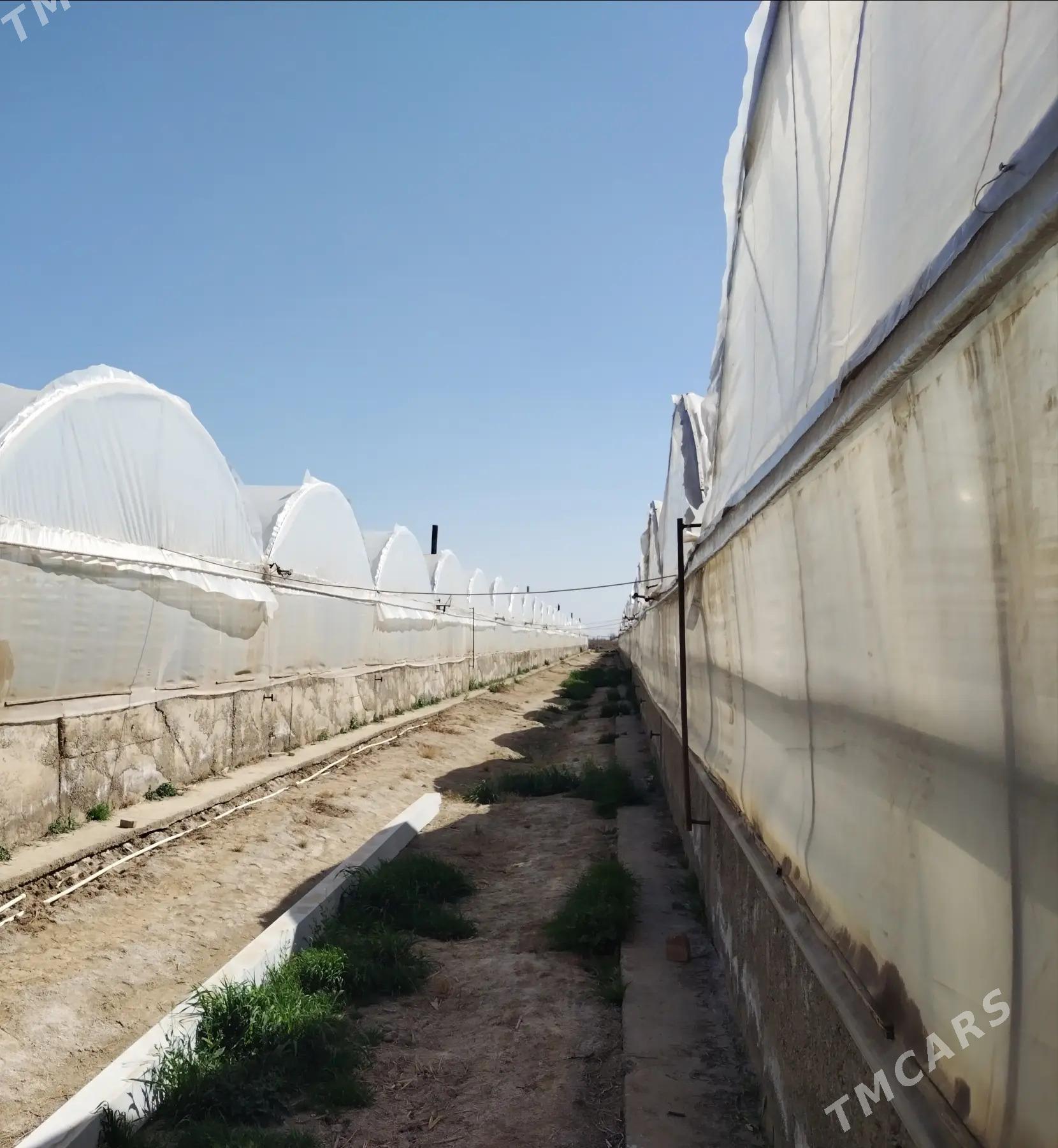 Ýyladyshana Teplisa - Мары - img 5