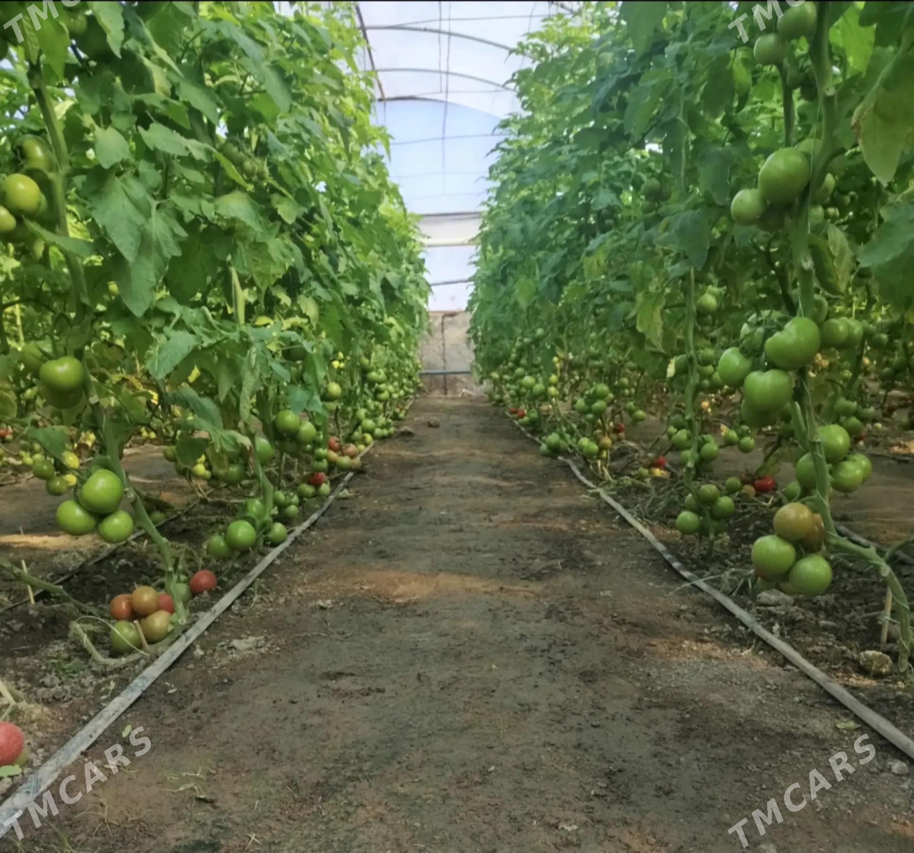 Ýyladyshana Teplisa - Мары - img 6