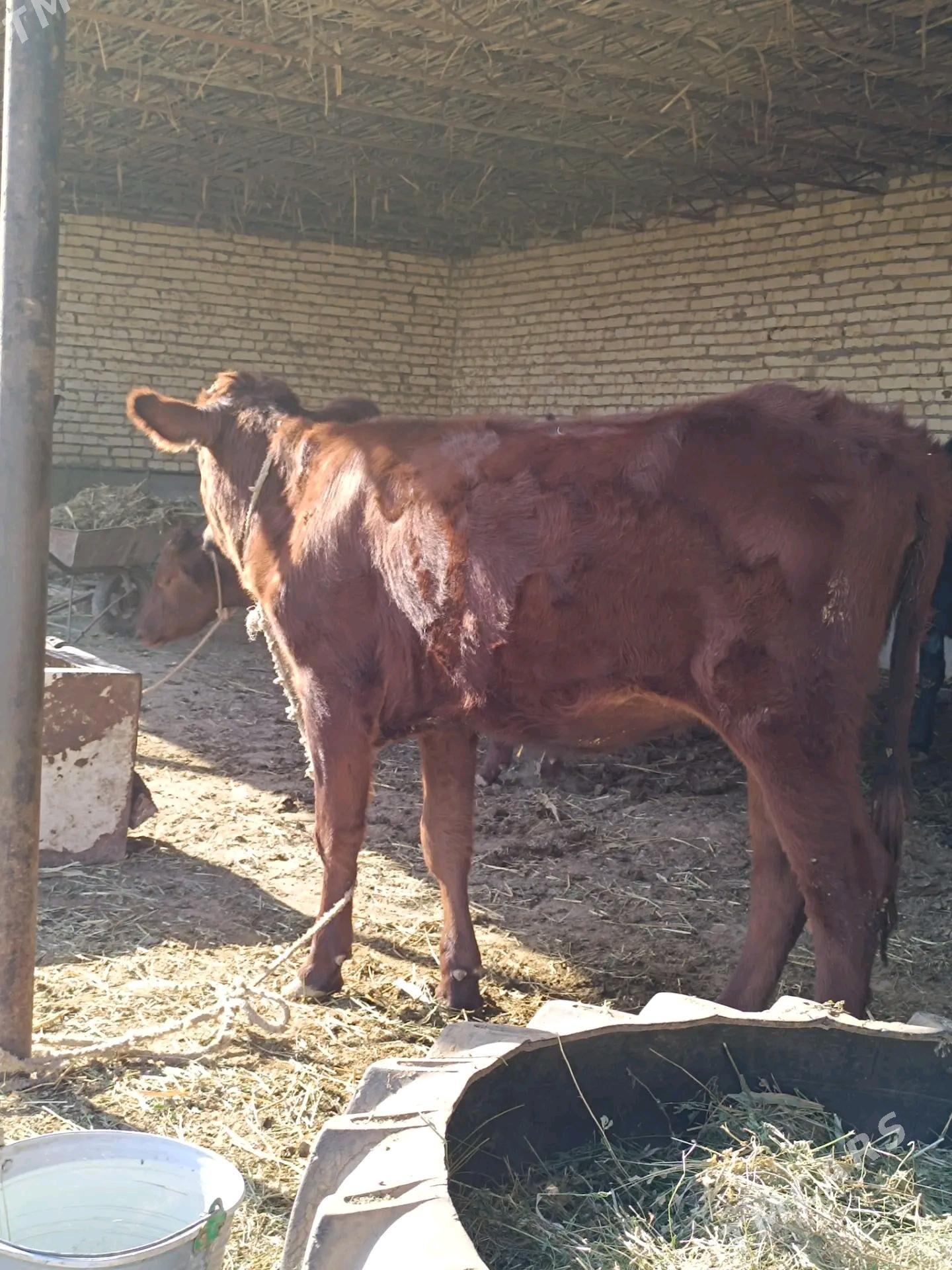 2 sany parodny unajyn - Çärjew - img 6