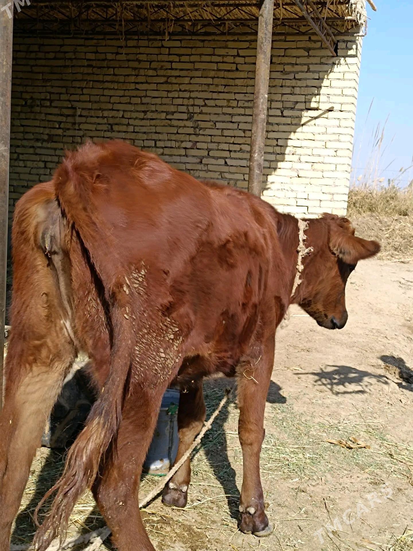 2 sany parodny unajyn - Çärjew - img 5