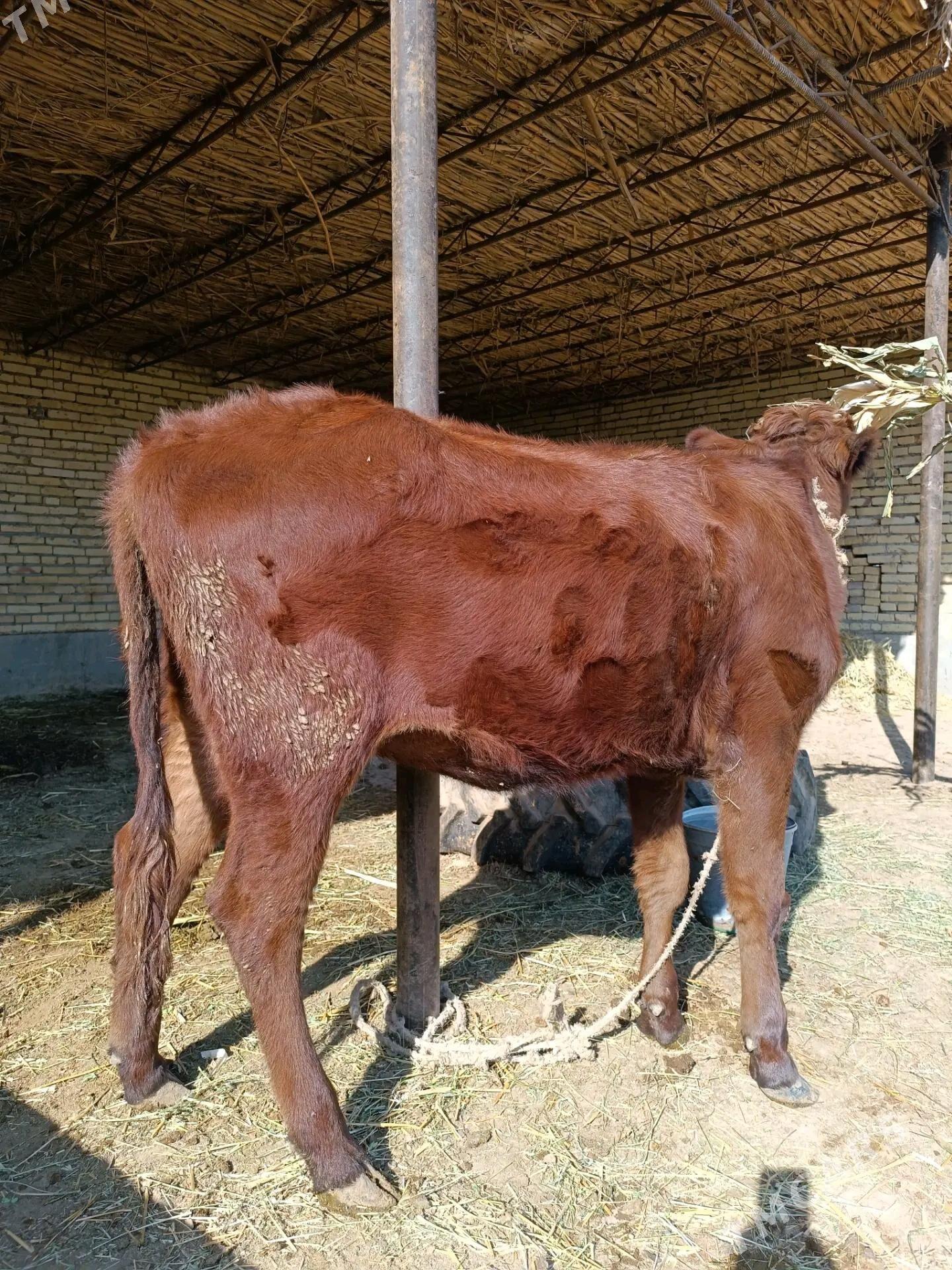 2 sany parodny unajyn - Çärjew - img 3