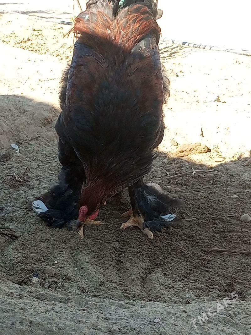 Brama horaz - Jebel - img 2