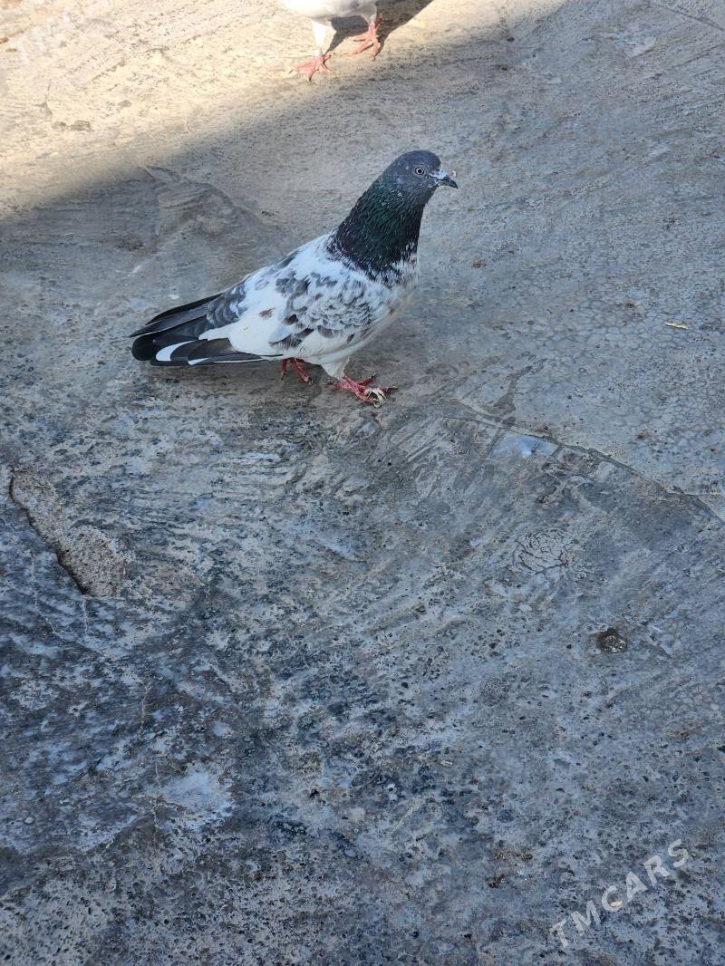 kepderi - Çoganly - img 7