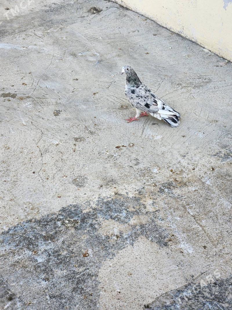 kepderi - Çoganly - img 3