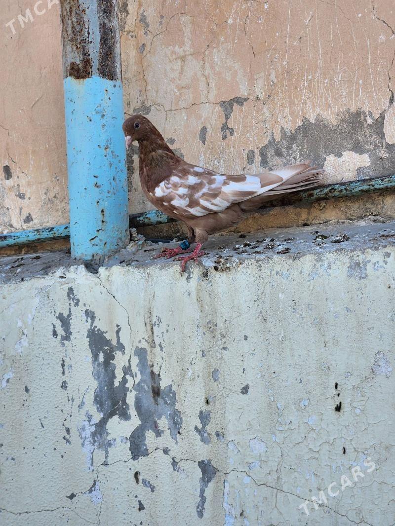 kepderi - Çoganly - img 5