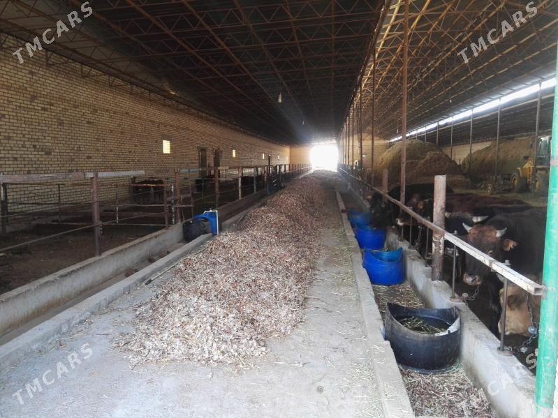 Maldarcylyk Mulk yer Fazenda - Мары - img 5